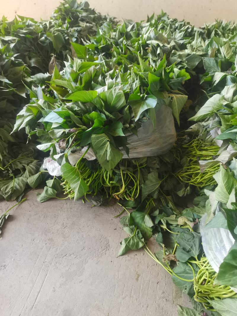 广东番薯苗