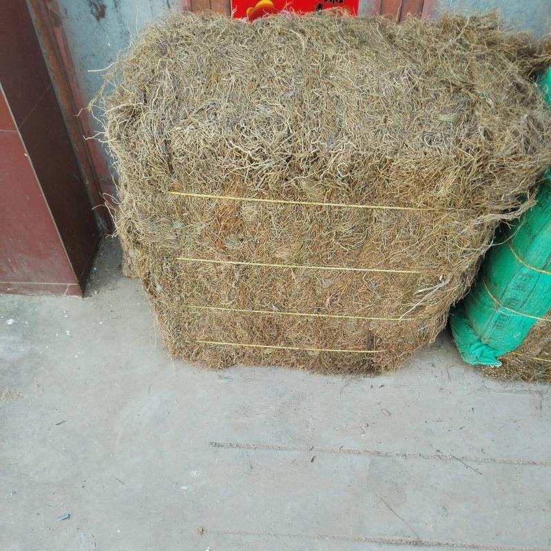 兰花参