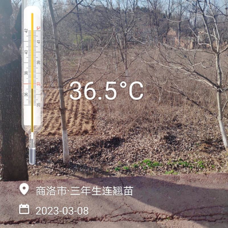 连翘苗