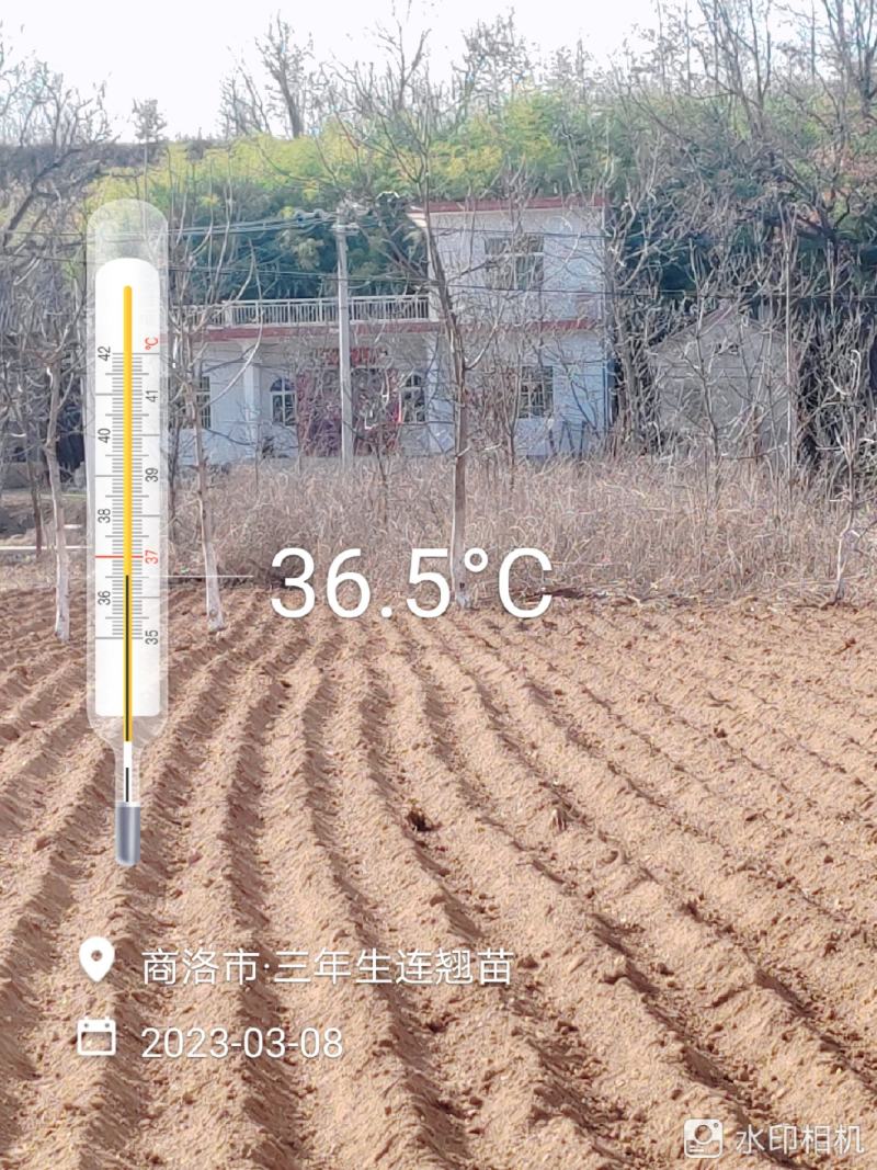 连翘苗