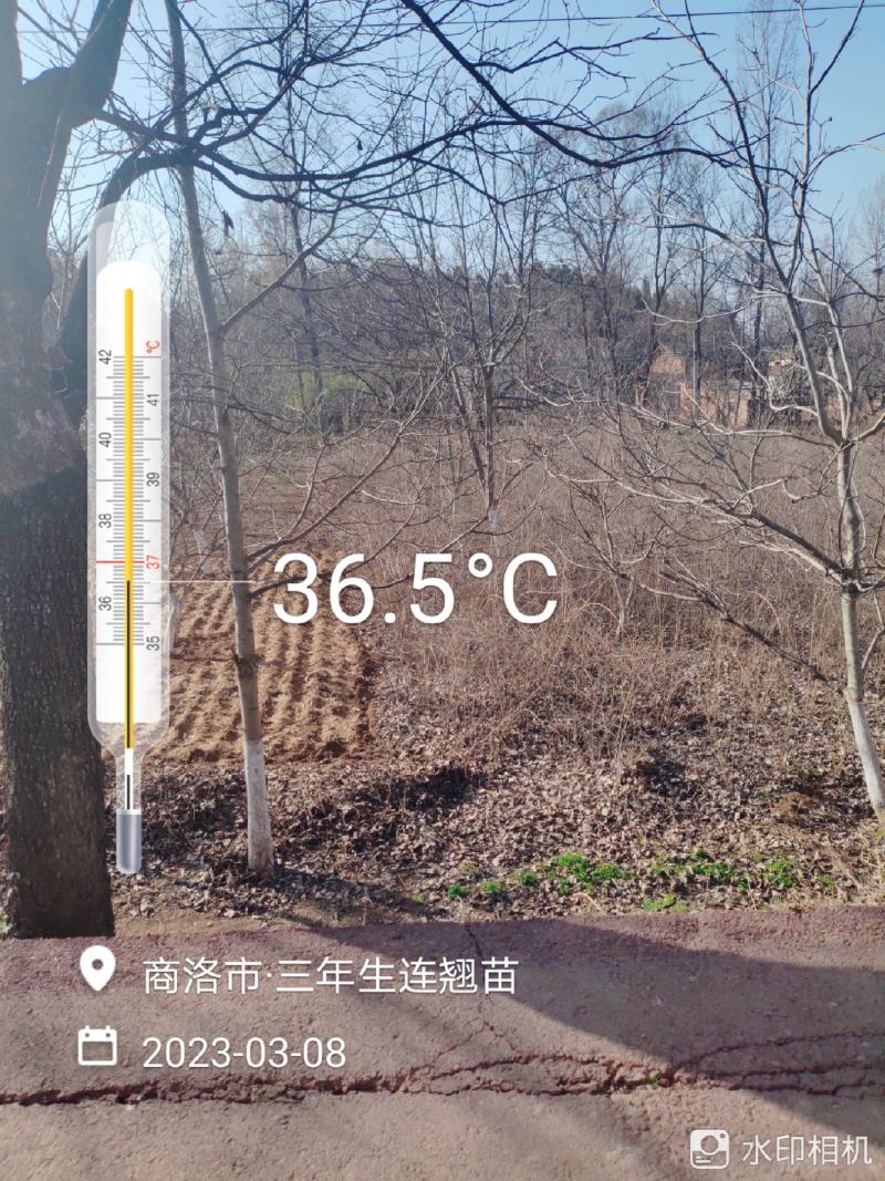 连翘苗