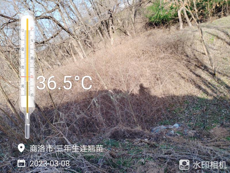 连翘苗