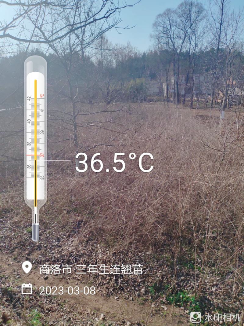 连翘苗