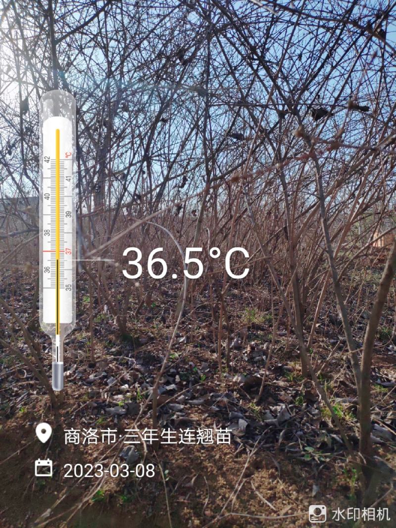 连翘苗