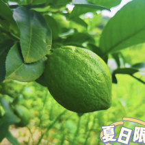 广东香水柠檬