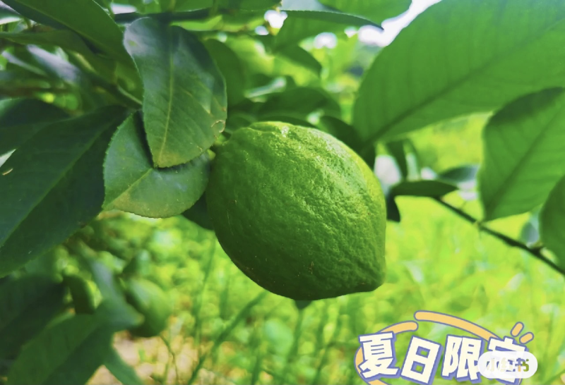 广东香水柠檬