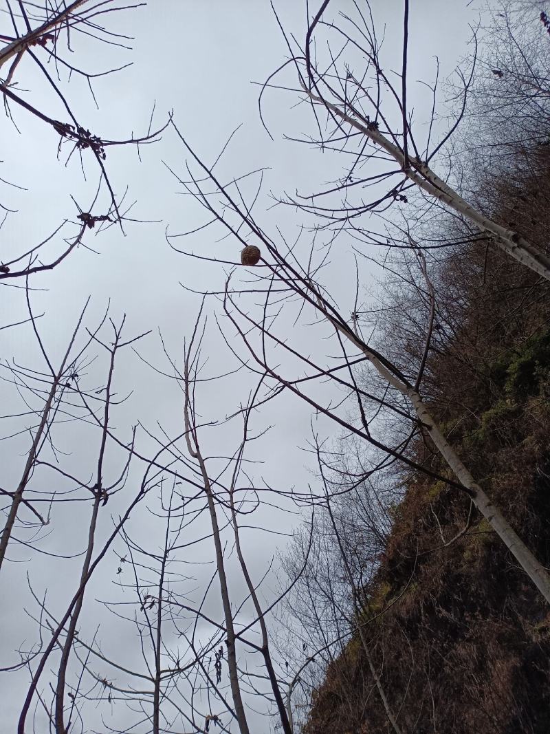 两斤重