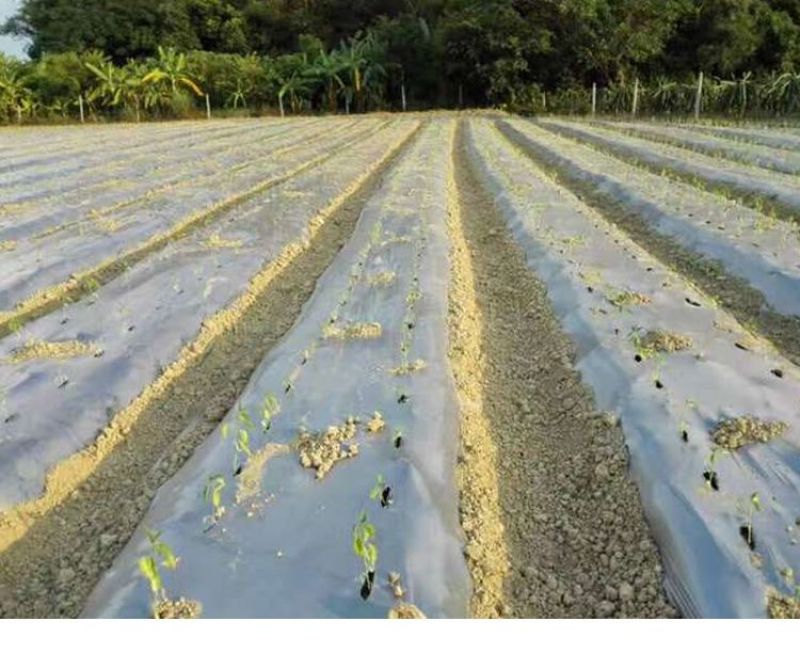 农用银黑双色地膜反光保湿降温除虫除草盖草