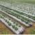 农用银黑双色地膜反光保湿降温除虫除草盖草