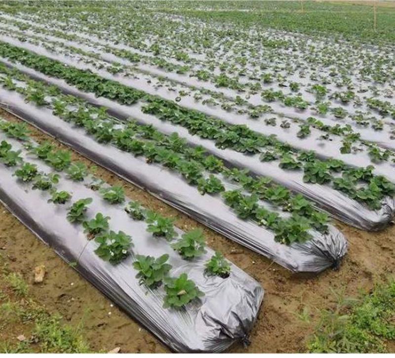 农用银黑双色地膜反光保湿降温除虫除草盖草