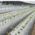 农用银黑双色地膜反光保湿降温除虫除草盖草