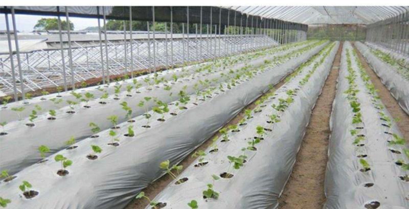农用银黑双色地膜反光保湿降温除虫除草盖草