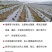 农用银黑双色地膜反光保湿降温除虫除草盖草