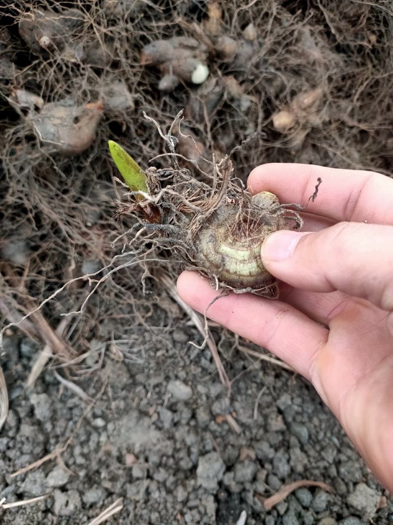 供应紫花宽叶白芨种