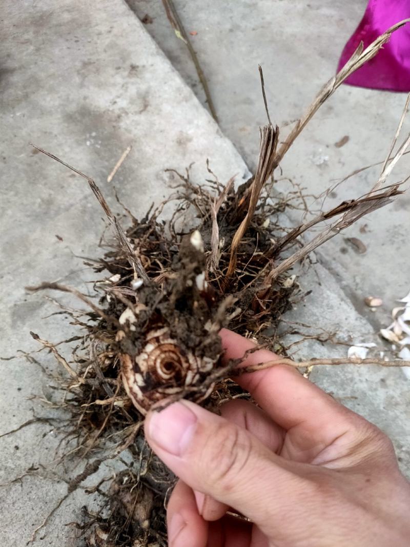 供应紫花宽叶白芨种