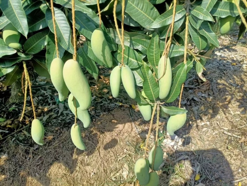 海南三亚象牙芒果一手货源。果靓价优