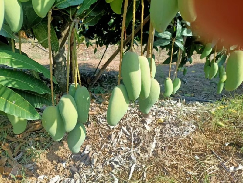 海南三亚象牙芒果一手货源。果靓价优