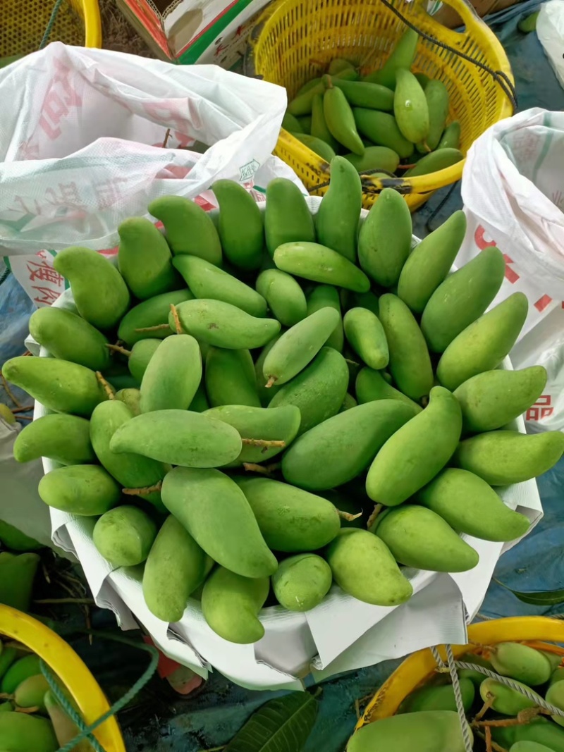 海南三亚象牙芒果一手货源。果靓价优