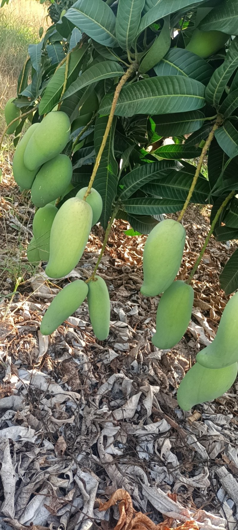 海南三亚象牙芒果一手货源。果靓价优