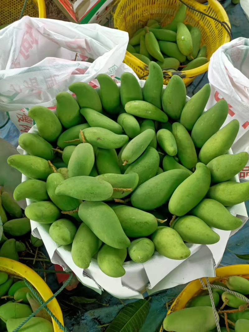 海南三亚象牙芒果一手货源。果靓价优