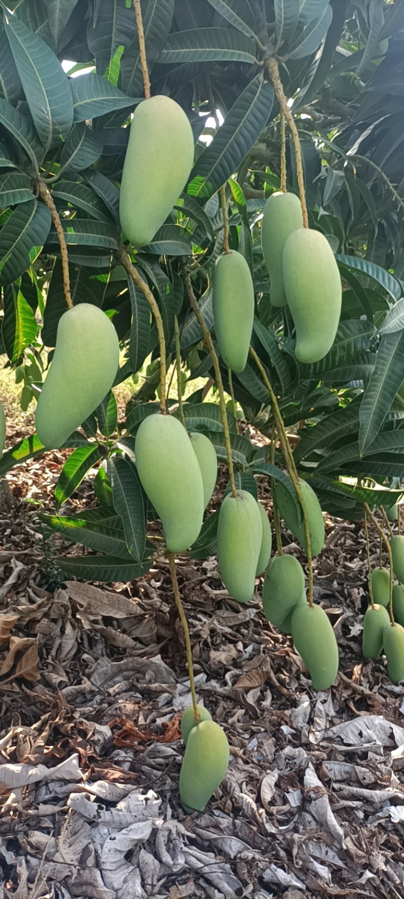 海南三亚象牙芒果一手货源。果靓价优