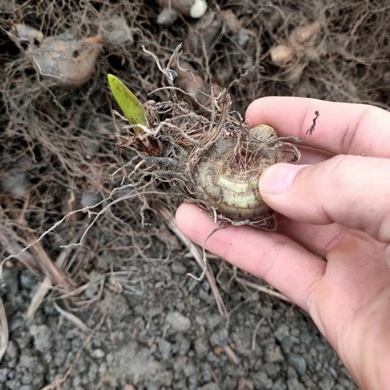 供应紫花宽叶白芨种