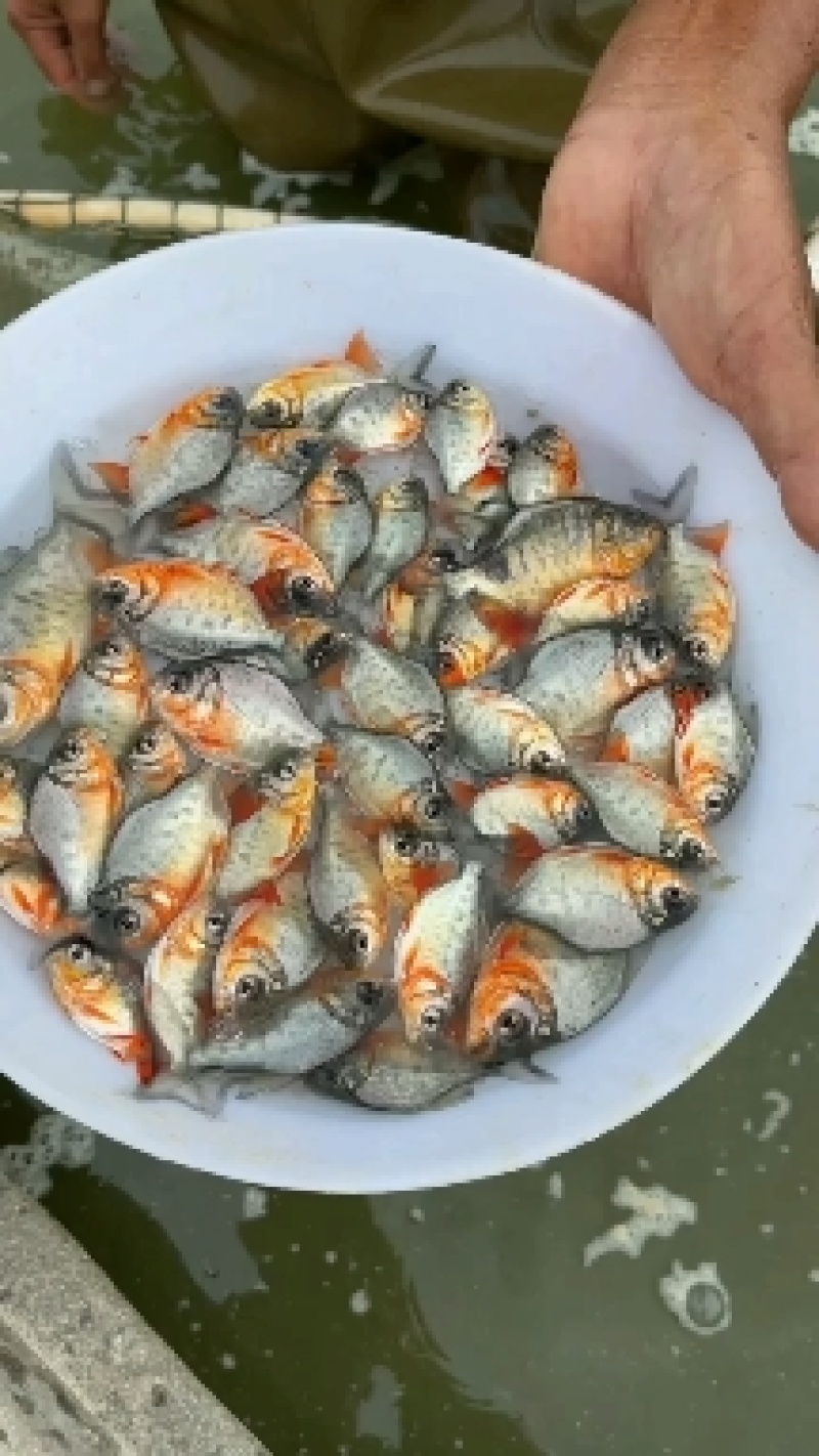 白鲳鱼苗/红腹鲳鱼苗优质快大型，量大从优惊爆价…