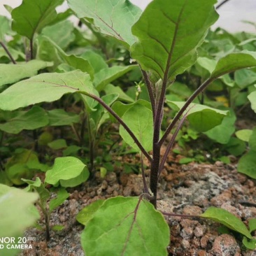 茄子苗紫色大长茄烧烤茄万吨茄六月茄欢迎咨询