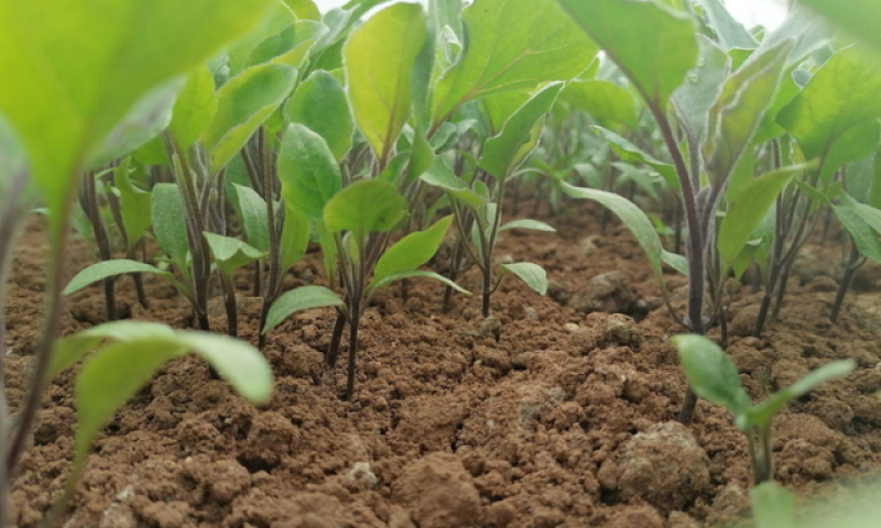 茄子苗紫色大长茄烧烤茄万吨茄六月茄欢迎咨询