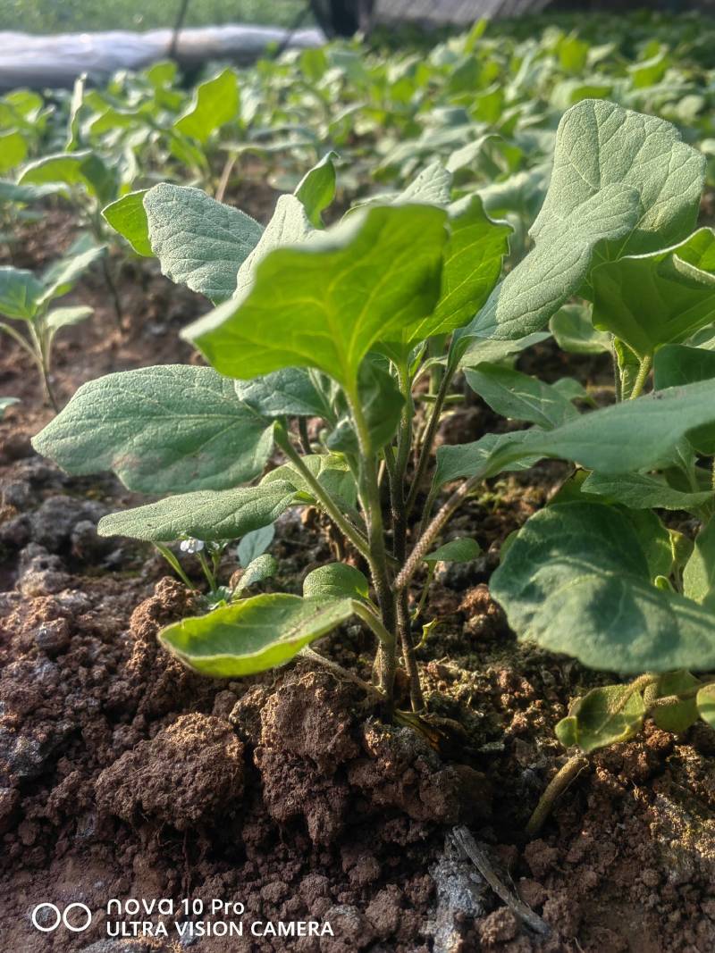 茄子苗紫色大长茄烧烤茄万吨茄六月茄欢迎咨询