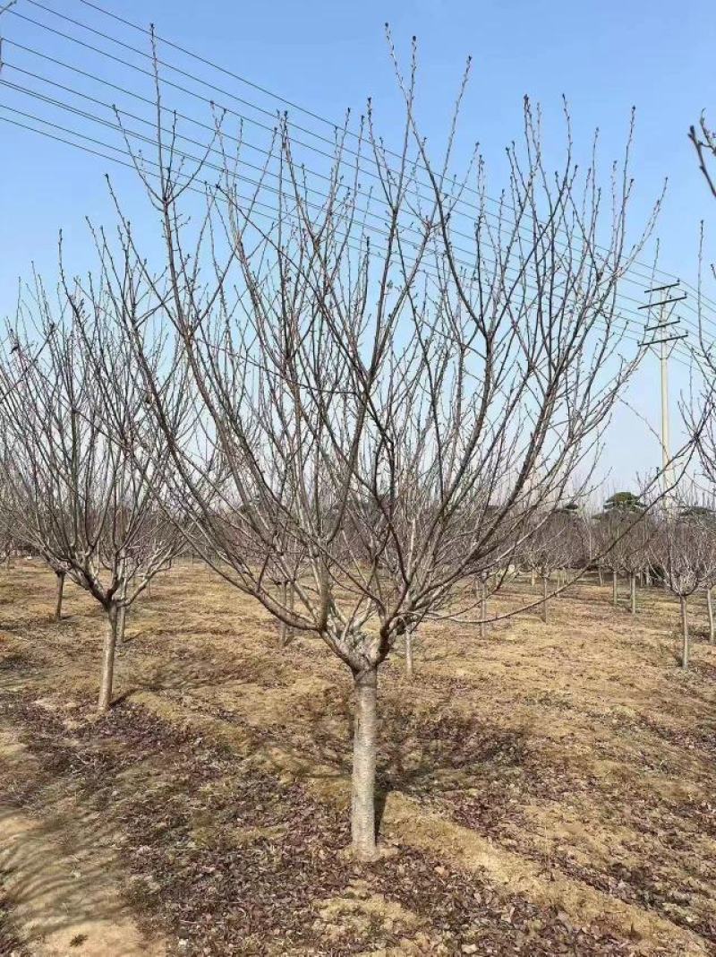 山东银杏美国红枫樱花国槐造型松