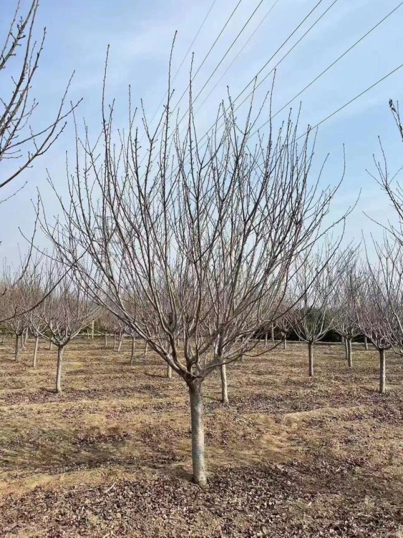 山东银杏美国红枫樱花国槐造型松