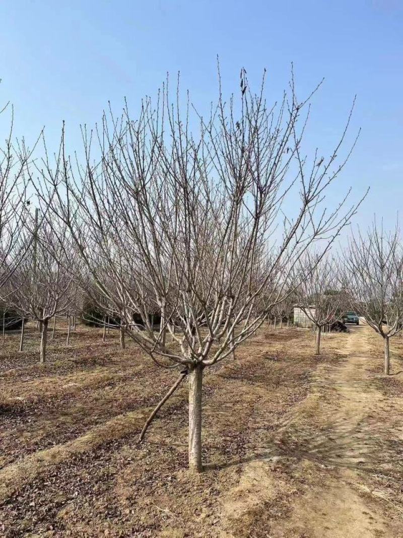 山东银杏美国红枫樱花国槐造型松