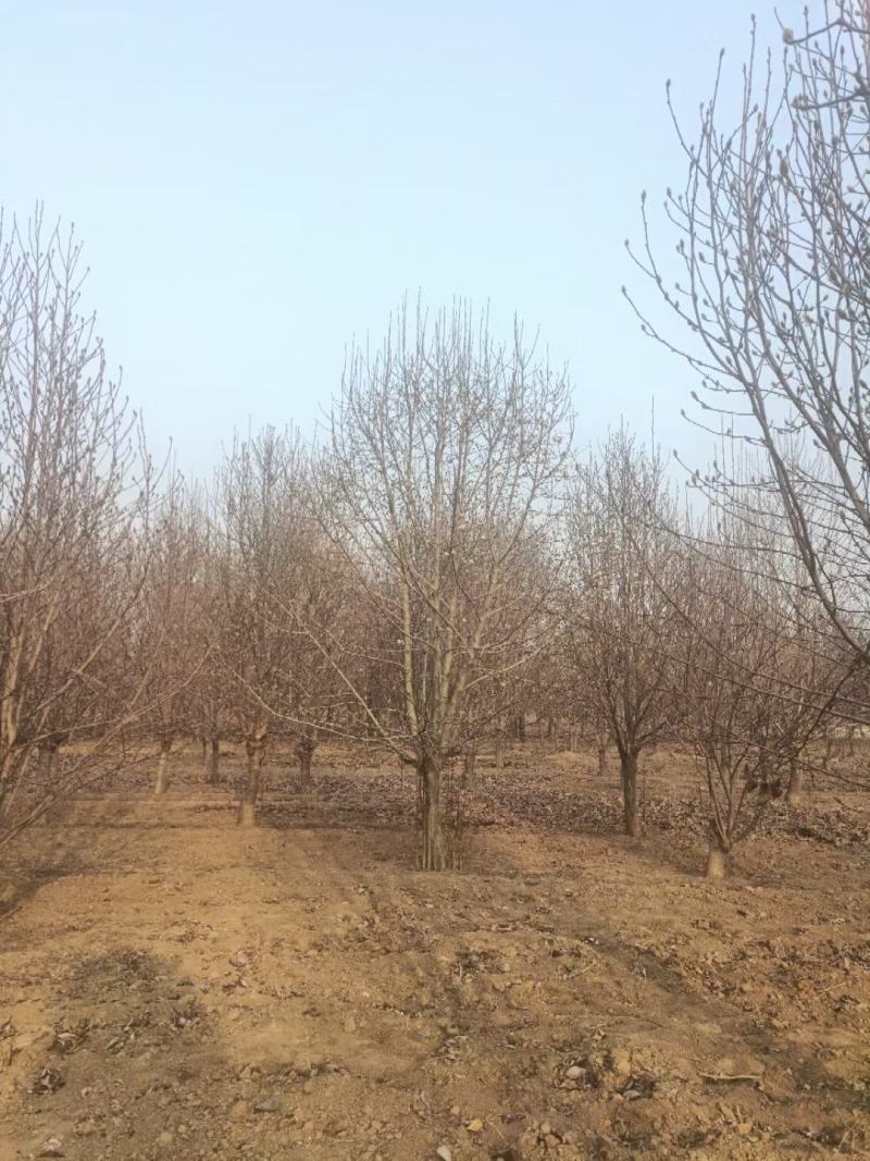 山东银杏美国红枫樱花国槐造型松