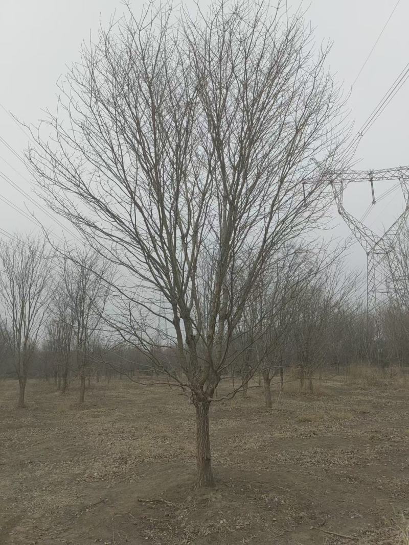 山东银杏美国红枫樱花国槐造型松
