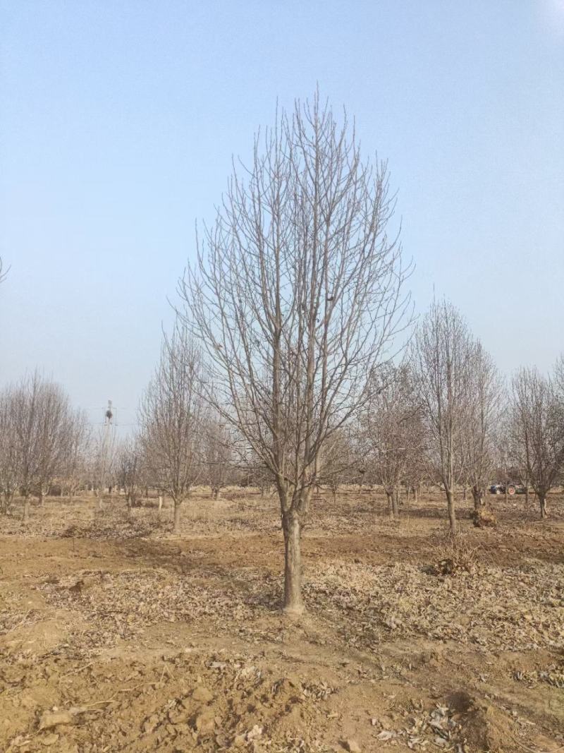 山东银杏美国红枫樱花国槐造型松