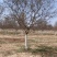 山东银杏美国红枫樱花国槐造型松