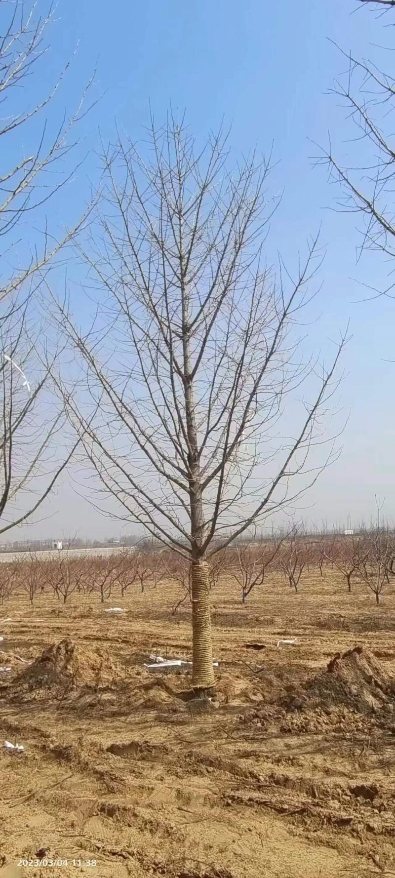 山东银杏美国红枫樱花国槐造型松