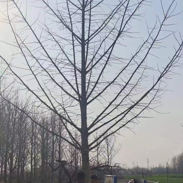 山东银杏美国红枫樱花国槐造型松