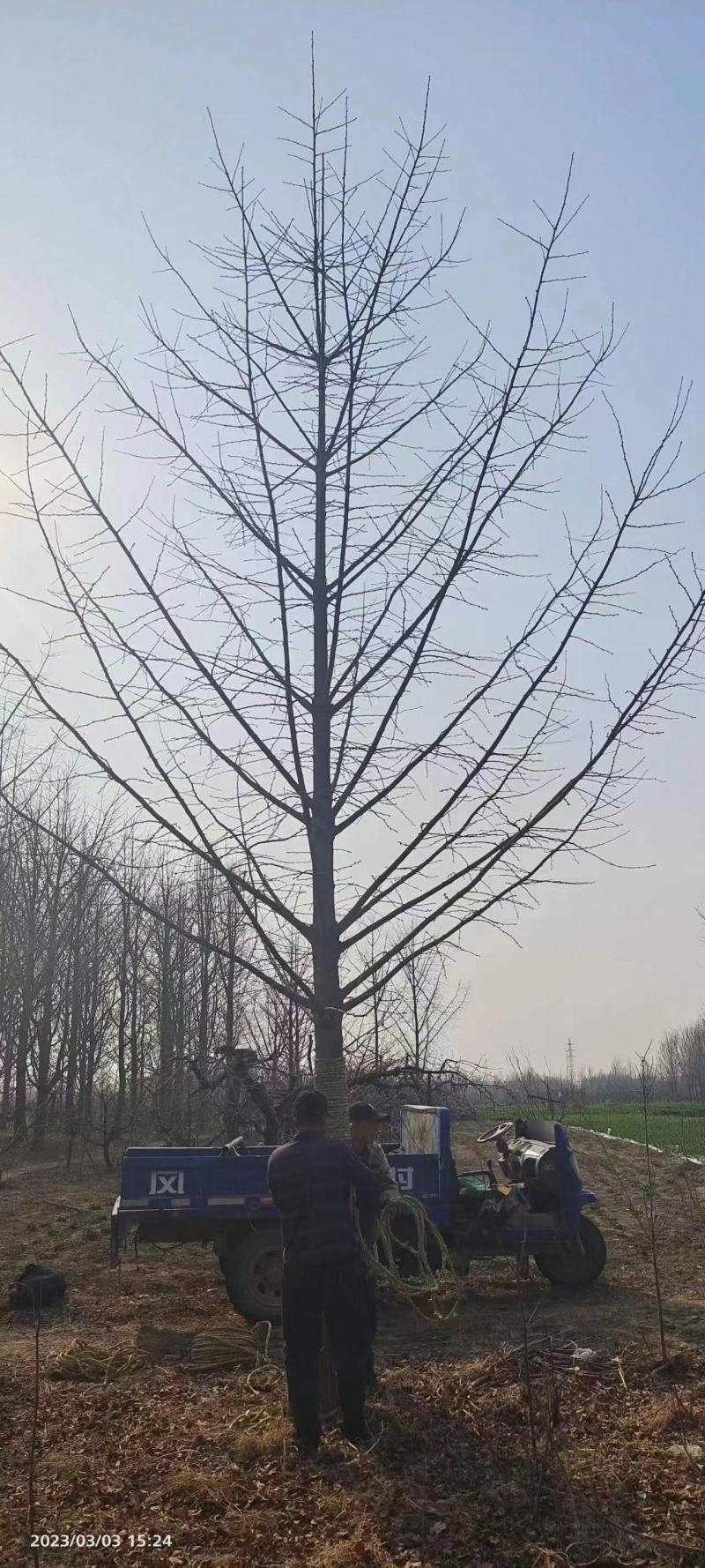 山东银杏美国红枫樱花国槐造型松