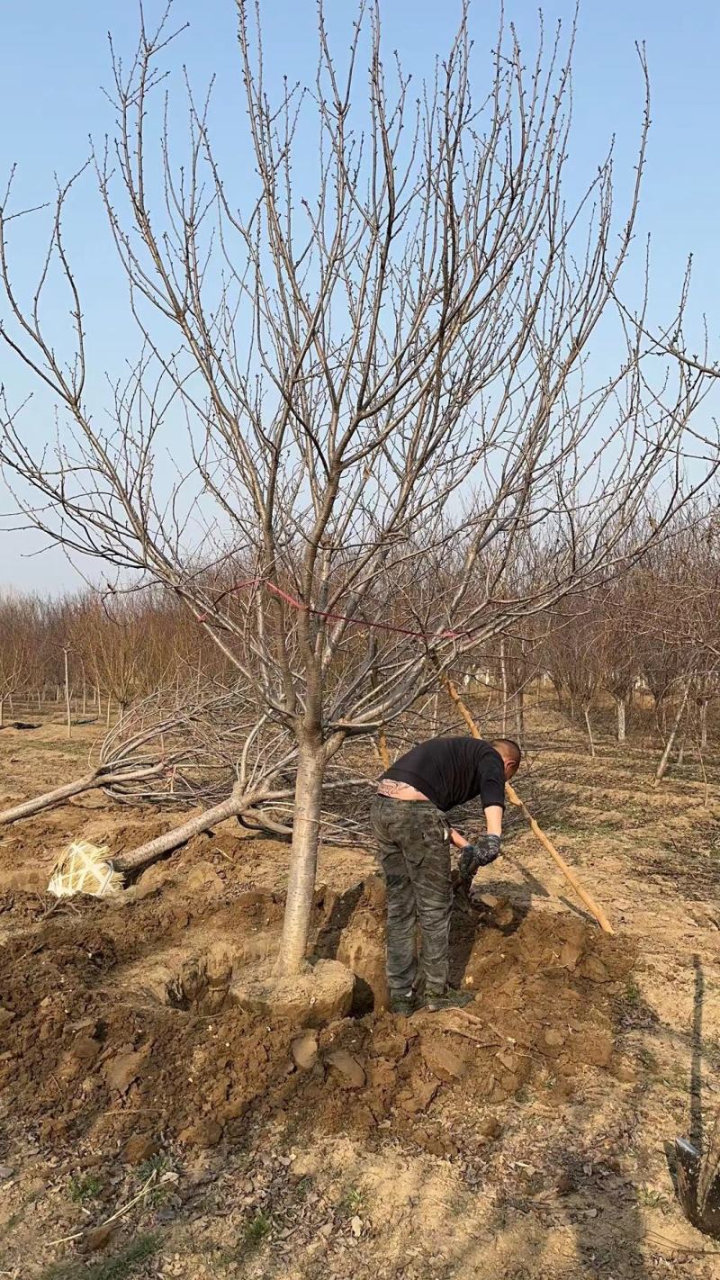 山东银杏美国红枫樱花国槐造型松