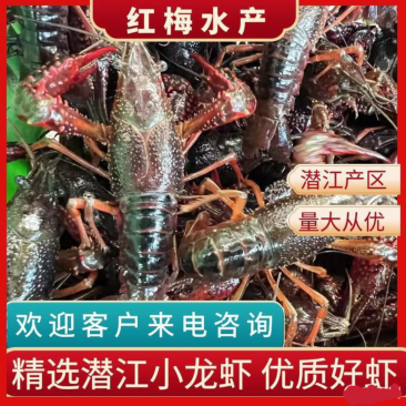 潜江市清水小龙虾，肉质饱满，产地直发，保质量