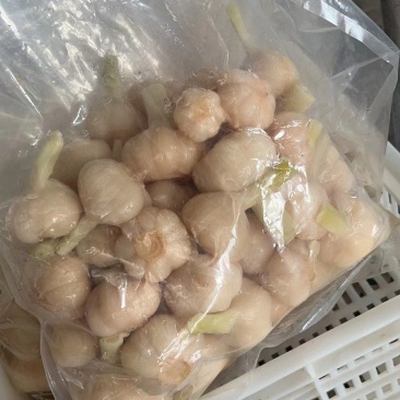 山东糖蒜厂家批发脆甜糖蒜金乡直发大个头