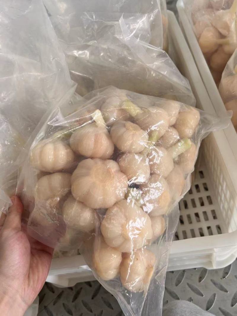 山东糖蒜厂家批发脆甜糖蒜金乡直发大个头