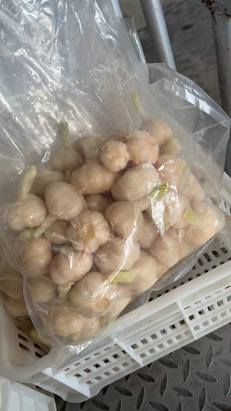 山东糖蒜厂家批发脆甜糖蒜金乡直发大个头
