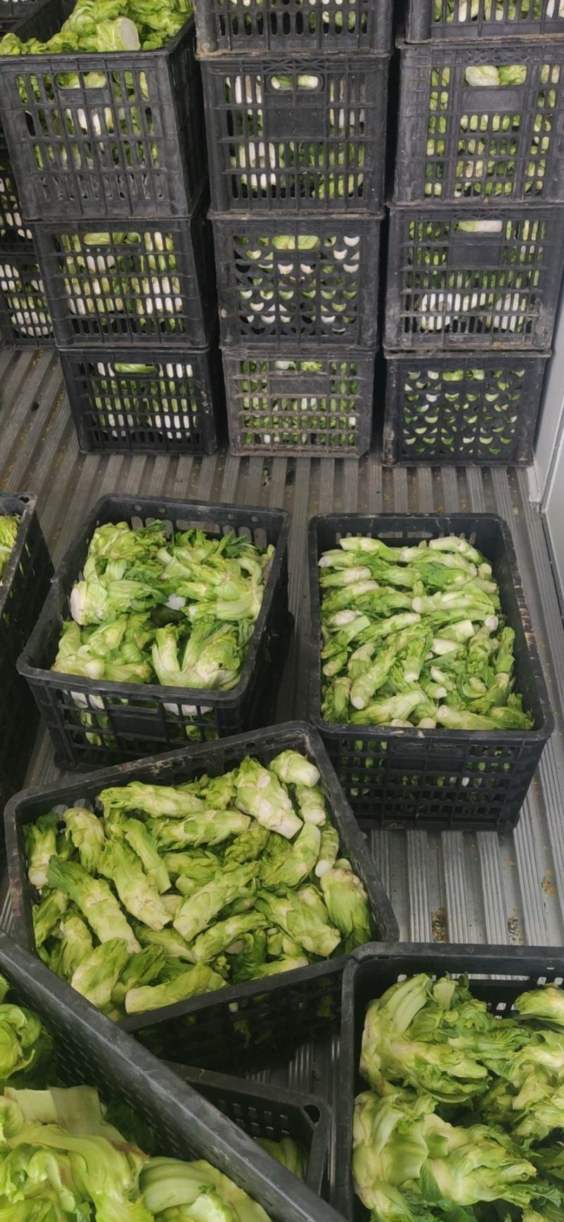 儿菜，基地直供。