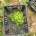 儿菜，基地直供。
