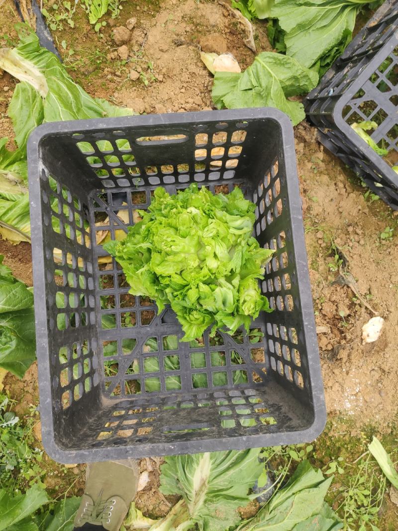 儿菜，基地直供。