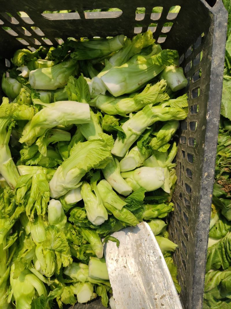 儿菜，基地直供。