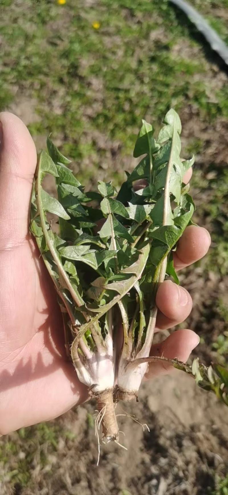 精品蒲公英鲜野菜，支持电商一斤，二斤，三斤，四斤一件代发